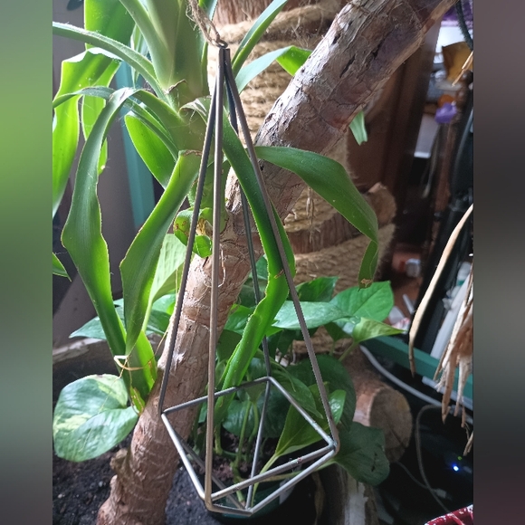 One Ex Large Brass Hanging Air Plant🌾 Holder 10"X 3" - Picture 6 of 7